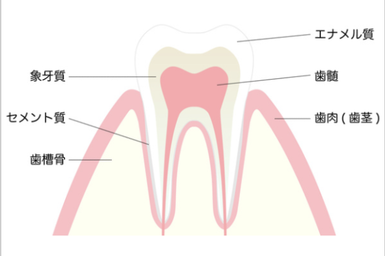 歯の神経が死んでいる歯の原因は？白くできるの？サムネイル